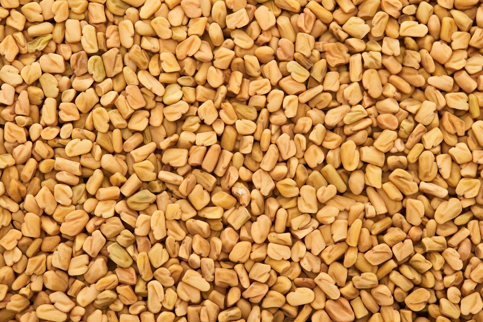 Fenugreek Seeds